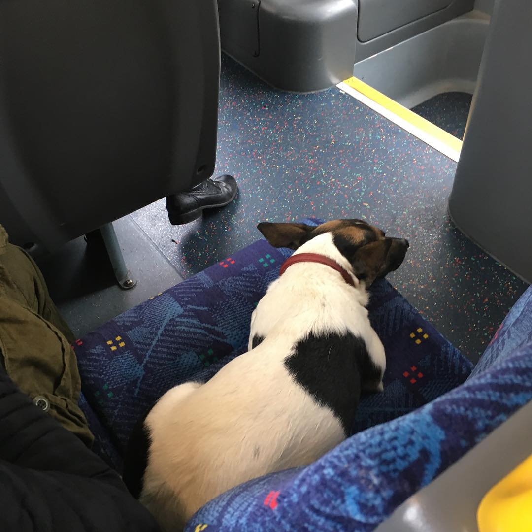 Dog goals