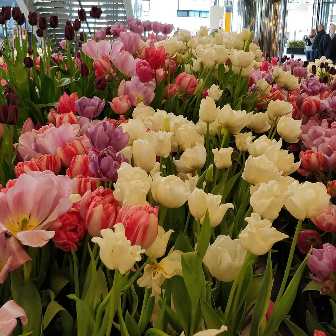Loving the effort Amsterdam puts into making public spaces people friendly. Tulips everywhere right now. 🌷 ❌ ❌ ❌ (image 1 of 3)