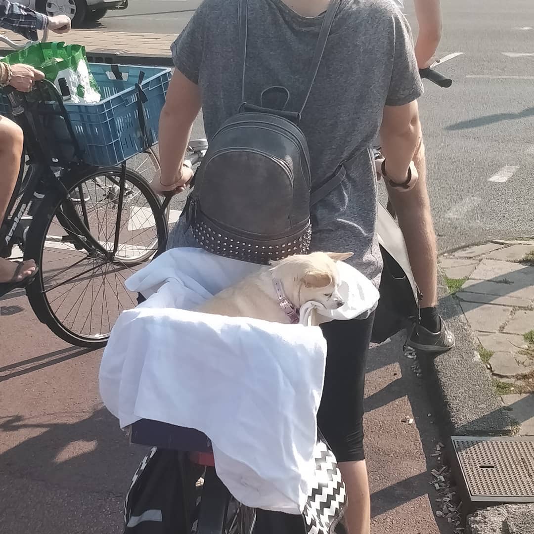 Completely normal. . . . . . . . . . . #dogsofinstagram #dog #iamsterdam #bike #fietsen #biker #cycling #dogstagram #amsterdamlife #dogs #fiets #amsterdamshots #bikers #instadog #bikelife #amsterdamcity #amsterdam