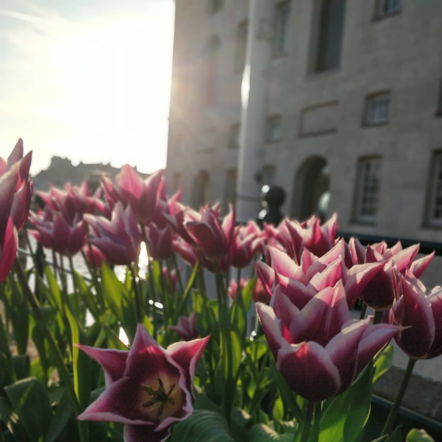 Tulpen 🌷 (image 1 of 5)