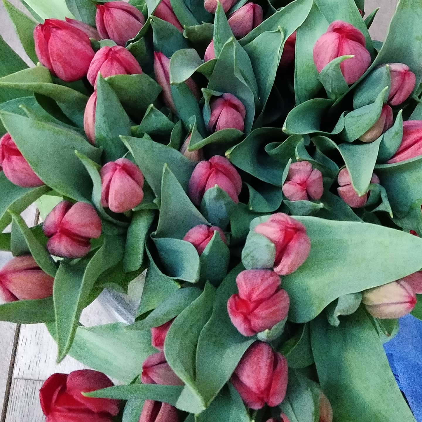Flowers make working from home much better. thanks @bolt.amsterdam.tulips for the amazing tulips. Check them out and order online. We didn't need all 200 so shared them with friends in Amsterdam
