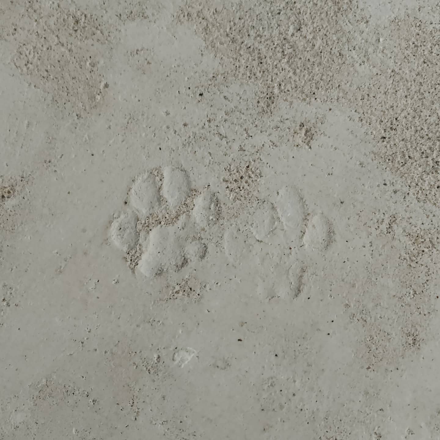 Apparently when our apartment was built there were cats. In your face Jurassic coastline.