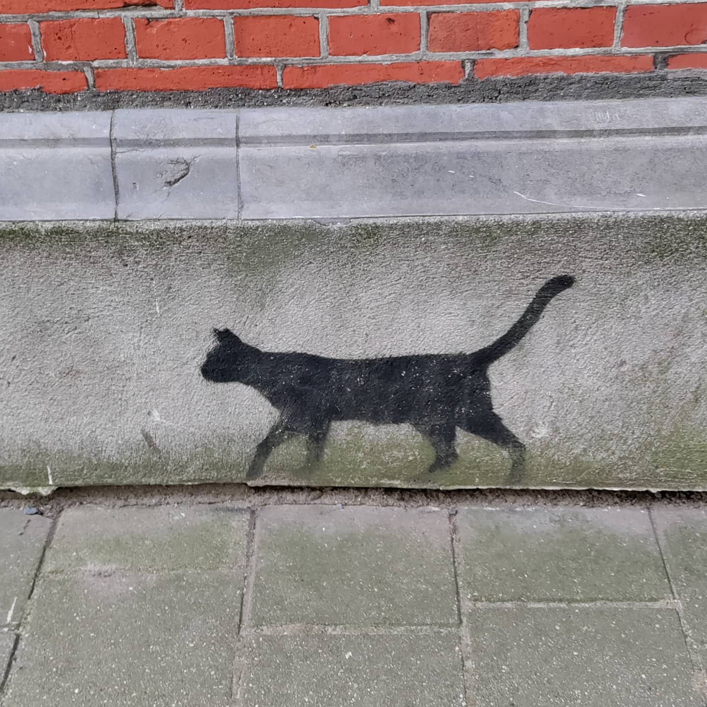 Zwarte kat. Is that good luck or not?