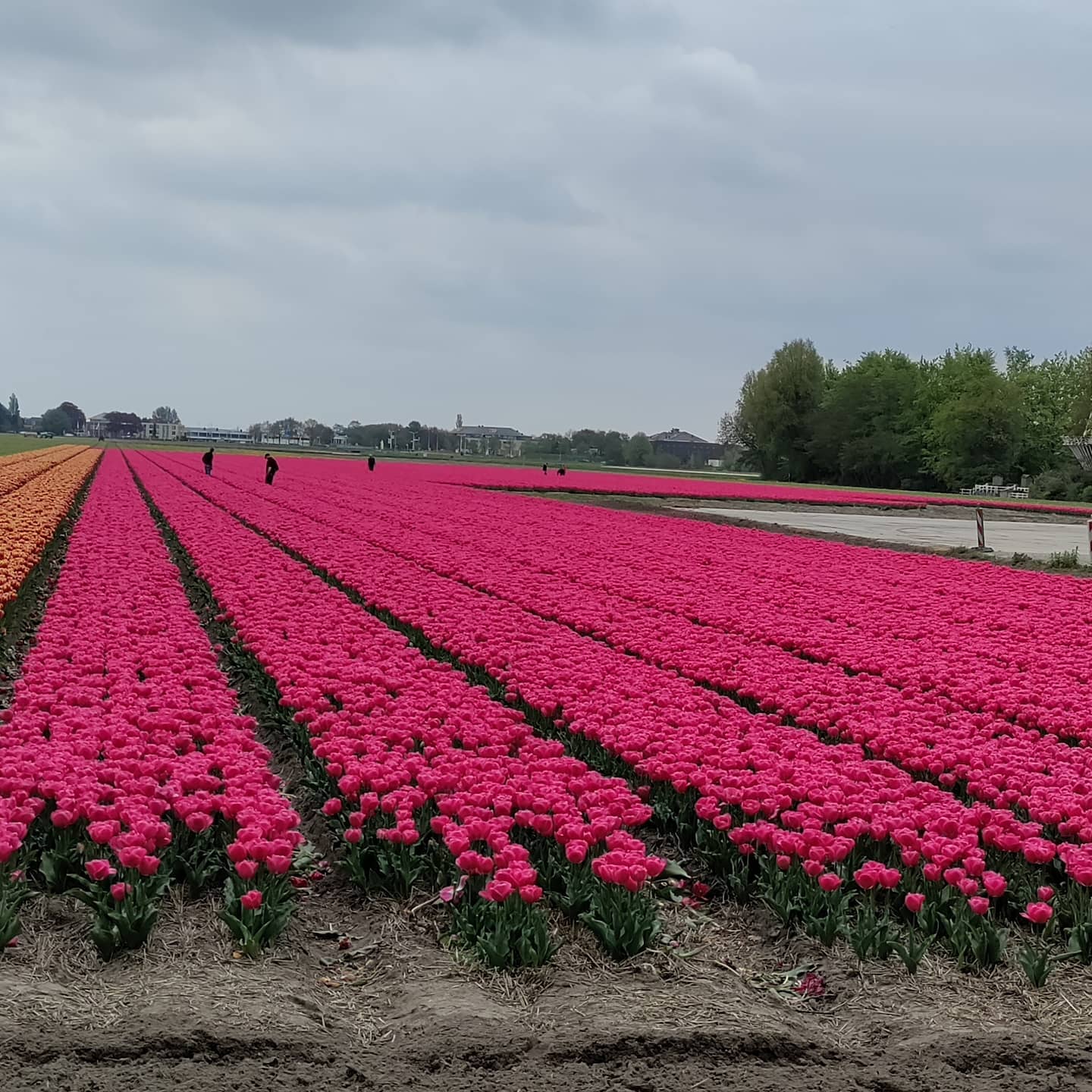 Tulpen ?